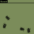 Roach